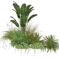 Tropical Mixed Plant Combination With Large Foliage Grasses Succulents And Small White Flowers
