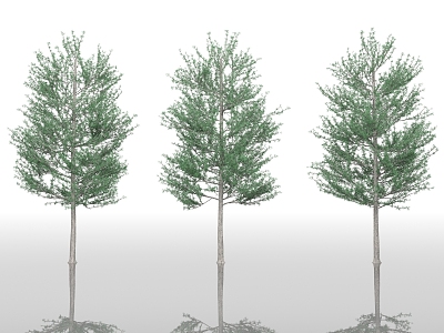 Trees Street Trees Big Trees Plants Greening Park Plants Greening Vegetation Forest Trees Branches 3d model