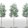 Trees Trees Street Trees Big Trees Plants Greening Park Plants Greening Vegetation Forest Forest Trees Trees Branches 3d model