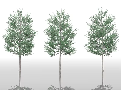 Three Tall Trees with Green Foliage Straight Trunks and Clear Reflections 3d model