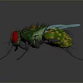 Detailed Realistic Fly With Red Eyes Green Body And Blue Wings