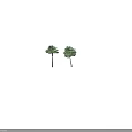 Two Tall Arbor Trees With Lush Green Palm Leaves And Straight Trunks