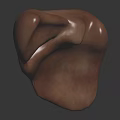 Human Liver Organ 3D Model With Textured Brown Surface And Hair Like Structures