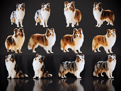 Collie Dogs In Various Poses Standing And Sitting On Black Reflective Background 3d model