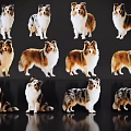 Collie Dogs In Various Poses Standing And Sitting On Black Reflective Background