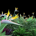 Vibrant Garden Featuring Bird of Paradise Flowers Large Green Leaves Ferns and Stones