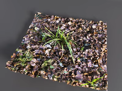 Green Grass And Plants Growing Among Dried Leaves On Square Mat 3d model