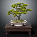 Beautiful Bonsai Pine Tree in Decorative White Pot on Carved Wooden Stand with Ornate Design
