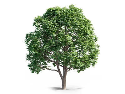 Arbor With Lush Green Leaves And Strong Brown Trunk Natural Growth 3d model