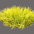 Lush Round Shrub With Green And Yellow Slender Leaves In Garden