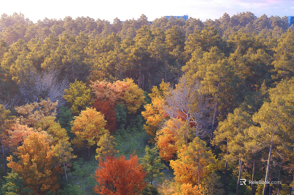 Scenic Forest Landscape With Colorful Autumn Foliage And Sunlit Trees In Dense Woodland 3d model 