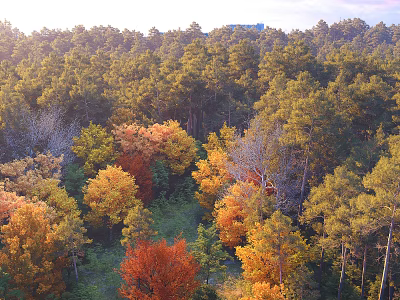 Scenic Forest Landscape With Colorful Autumn Foliage And Sunlit Trees In Dense Woodland 3d model
