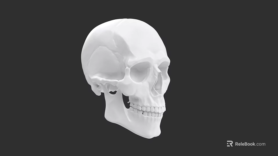 Human Skull 3D Render Side View With White Bone Anatomical Details 3d model 