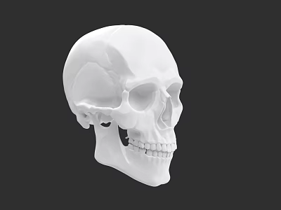 Human Skull 3D Render Side View With White Bone Anatomical Details 3d model