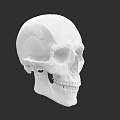 Human Skull 3D Render Side View With White Bone Anatomical Details