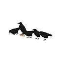 Five Black Birds Standing Together Near Small Block Foraging For Food