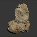 Chi chrysanthemum stone ancient fossil stone chrysanthemum fossil items 3d model
