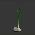 Fresh Garlic Bulbs with Green Curled Leaves and Natural Reflection on Dark Background