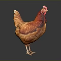 Orange Red Rooster With Vibrant Feathers And Red Comb Standing On Gray Background