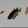 Colorful Tropical Fish Collection With Orange Goldfish Green Yellow And Patterned Varieties