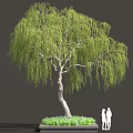 Weeping Willow Tree with Curved Trunk Hanging Green Leaves in Square Flower Bed and People