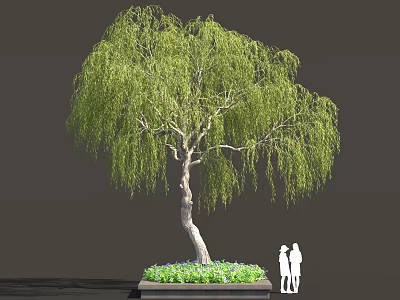 Weeping Willow Tree with Curved Trunk Hanging Green Leaves in Square Flower Bed and People 3d model