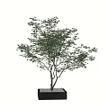 Square Black Tree Planter With Green Leafy Tree For Landscape Design 3d model