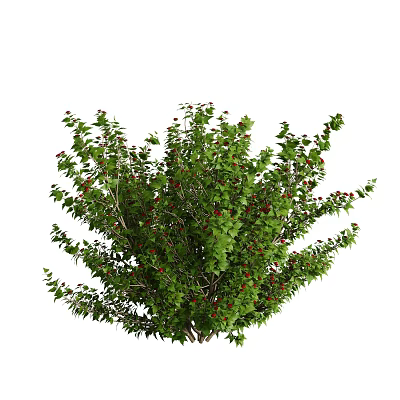 Lush Green Tree With Dense Foliage Bright Red Berries And Fresh Leaves 3d model