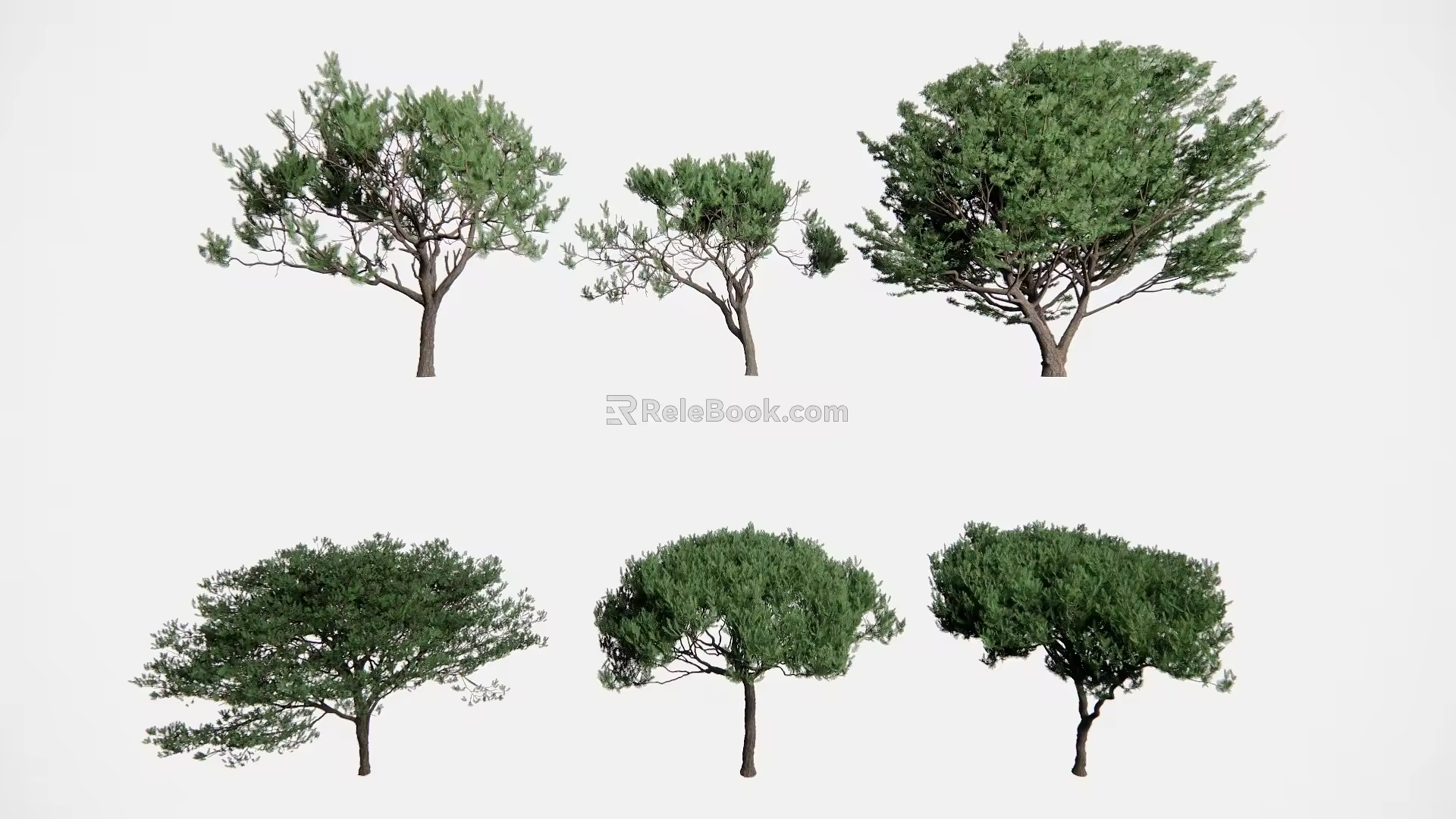 pine conifer trees 3d model