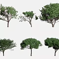 pine conifer trees 3d model