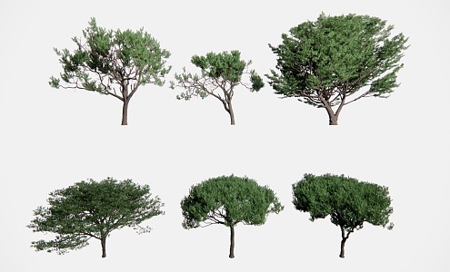 pine conifer trees 3d model