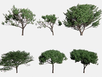 pine conifer trees 3d model