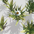 Green Leafy Plant Clusters With White Daisy Flower In Center