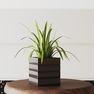 Modern Potted Plant 3d model