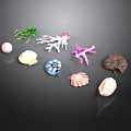 Colorful Seashells Coral Pieces And Green Seaweed On Black Background