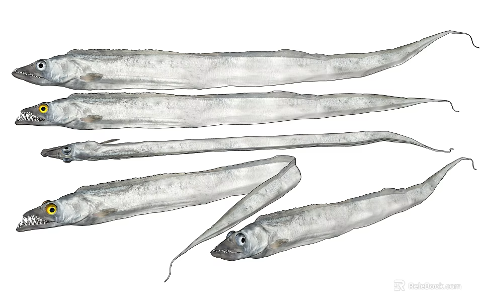 Fresh Silver Hairtail Fish With Elongated Bodies And Yellow Eyes On White 3d model 