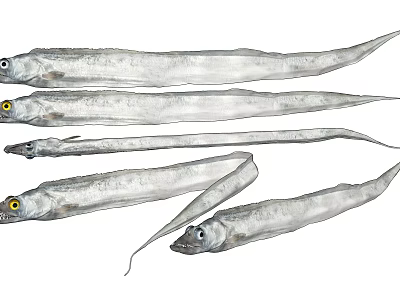Fresh Silver Hairtail Fish With Elongated Bodies And Yellow Eyes On White 3d model