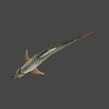 Silver Scaled Fish With Red Tail Fin And Orange Fins In Calm Water