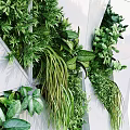 Modern Green Plant Wall Design With White Geometric Panels And Lush Foliage Arrangement