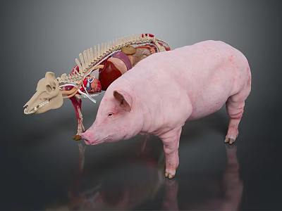 Detailed Complete Pig And Anatomical Model Displaying Internal Organs And External Hair 3d model