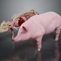 Detailed Complete Pig And Anatomical Model Displaying Internal Organs And External Hair