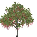 Safflower Yurui Tree Summer Tree Flowering Tree Big Tree Street Tree Green Tree Big Tree Point View Tree 3d model