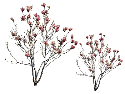 Two Graceful Blooming Trees with Pink Blossoms and Delicate Branches 3d model