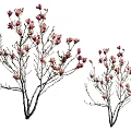 Two Graceful Blooming Trees with Pink Blossoms and Delicate Branches