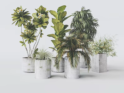 Potted Plants in White Concrete Pots with Diverse Green Foliage and Lush Leaves 3d model