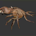 Brown Crab With Large Claws On Dark Reflective Background