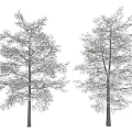 Two White Arbor Trees With Snow Covered Branches And Light Background 3d model