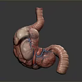 Detailed 3D Model of Human Digestive Organs with Visible Blood Vessels