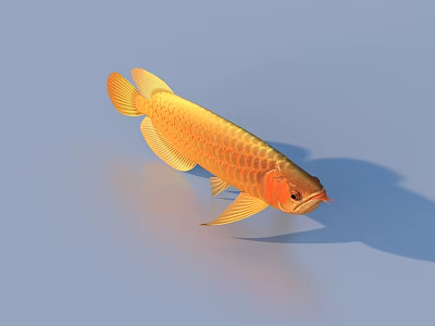 Golden Arowana Aquatic Animal With Shiny Golden Scales And Elongated Body On Blue Background 3d model