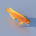 Golden Arowana Aquatic Animal With Shiny Golden Scales And Elongated Body On Blue Background